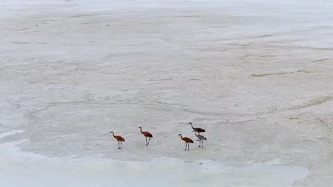 Five Sandhill Cranes Crossing Shallow Wetland Water Stock Footage 345296325