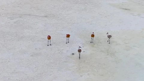 Five Sandhill Cranes Foraging Across Quiet Marsh Stock Footage 345297538