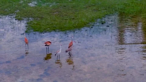 Five Sandhill Cranes Wading Beside Green Marsh Grass Stock Footage 345297718