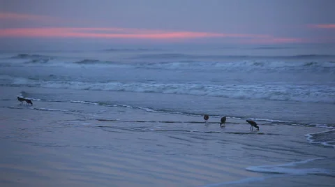 Five sandpipers standing along the shore at dawn Stock Footage 49226862