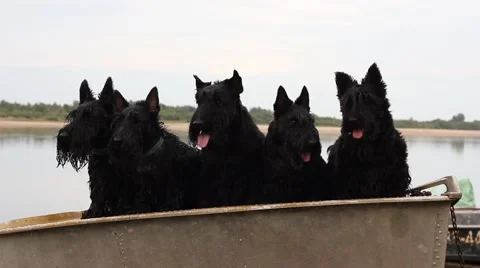 Five Scottish terriers in a boat on the river Stock Footage 41102312