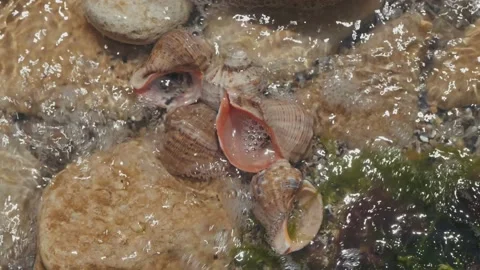 Five sea shells lie on the seashore in stones and are washed by sea waves. 4k Stock Footage 131555392