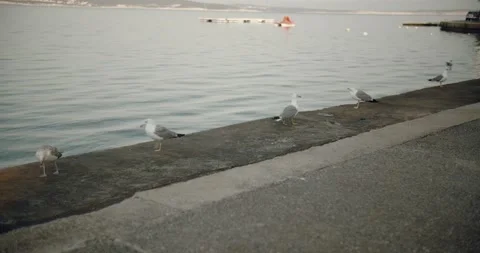 Five seagulls just strolling away on a dock 動画素材 141745286