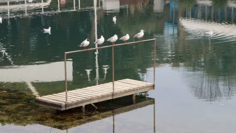Five seagulls perched on the river Video stock 129560001