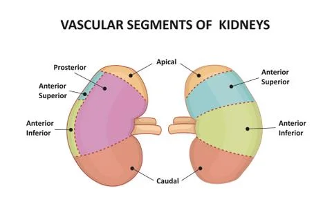 Five segments of kidney Stock Illustration