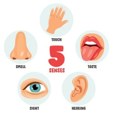 Five Senses Concept With Human Organs Stock Illustration