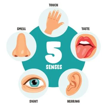 Five Senses Concept With Human Organs Stock Illustration
