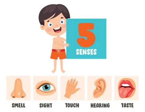 Five Senses Concept With Human Organs Stock Illustration