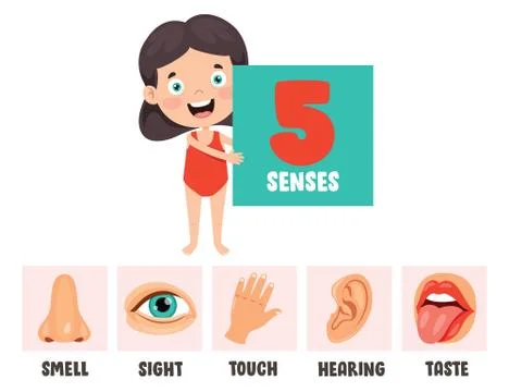 Five Senses Concept With Human Organs Stock Illustration