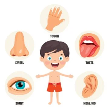 Five Senses Concept With Human Organs Stock Illustration