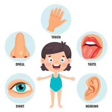 Five Senses Concept With Human Organs Stock Illustration