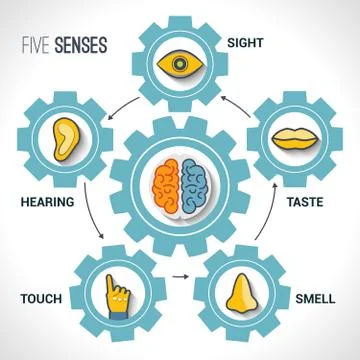 Five senses concept Illustrazione stock
