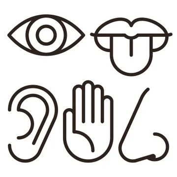 Five senses of human nervous system Stock Illustration