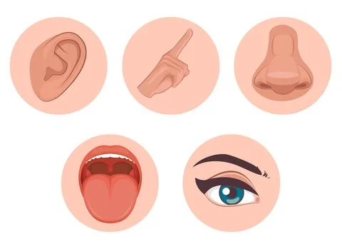 Five senses icon, flat design with name, sight, hear, smell, taste, touch Stock Illustration