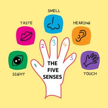 The Five Senses Stock Illustration