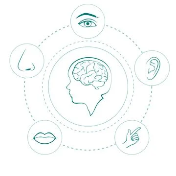 Five senses Stock Illustration