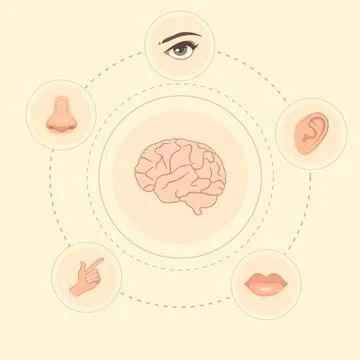 Five senses Stock Illustration
