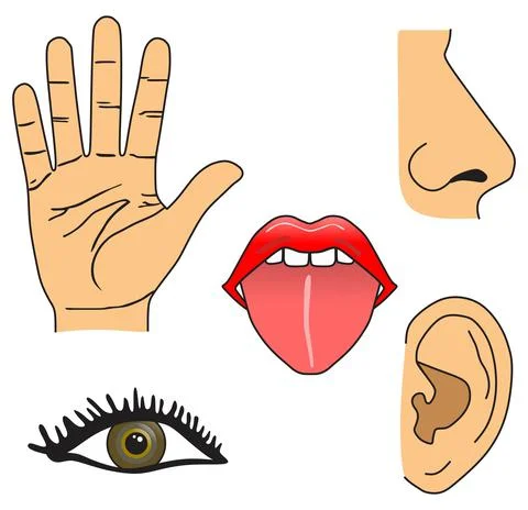 The five senses of man Stock Illustration