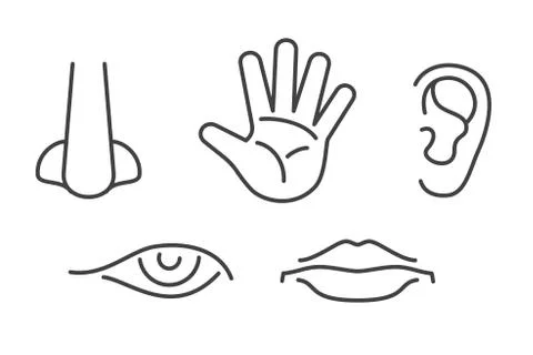 Five senses vector icons set isolated white イラスト素材