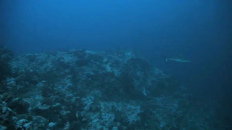 Five sharks getting cleaned together Vídeos de archivo 22722973