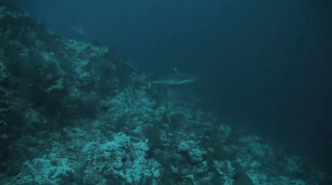 Five sharks getting cleaned together Stockbeeldmateriaal 22723116