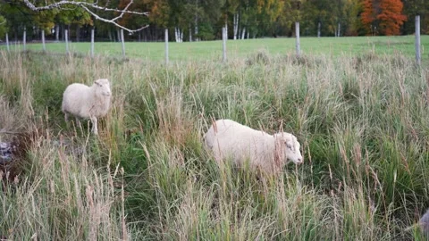 Five sheep are running in a meadow. Stock Footage 219155027