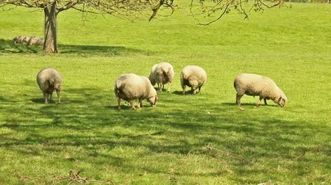 Five sheep grazing Stock Footage 50014149