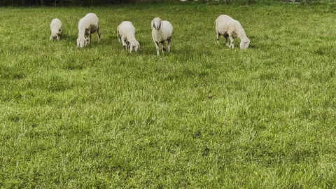 Five Sheep Grazing spring crops Stock Footage 191955082