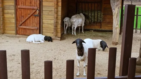 Five sheep in a rustic outdoor enclosure with a wooden barn and fence, one Stock Footage 337696574