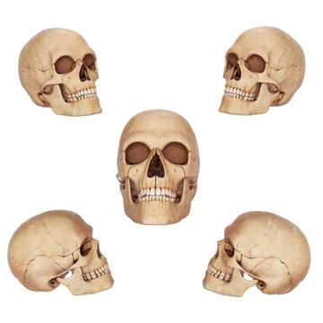 Five skulls different view Stock Illustration