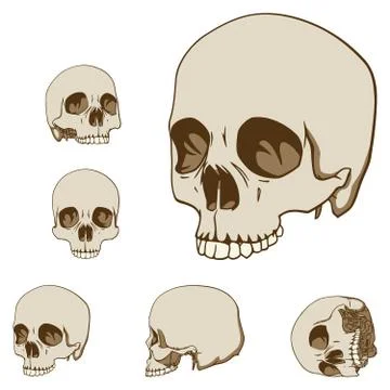 Five skulls set Stock Illustration