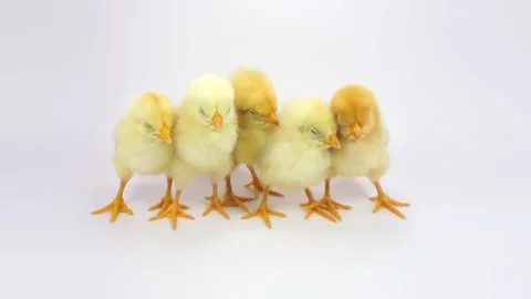 Five sleepy chicken Stock Footage 126118490