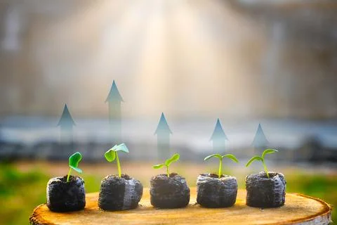 Five small green seedlings growing in black soil pellets on a wooden stump with Fotos Stock