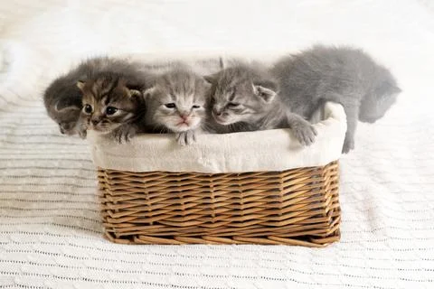 Five small multicolored cats kittens sit in a wicker brown basket Stock Photos