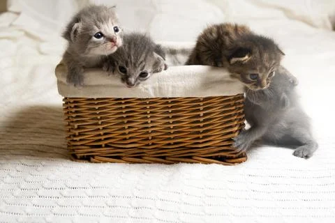 Five small multicolored cats kittens sit in a wicker brown basket Stock Photos