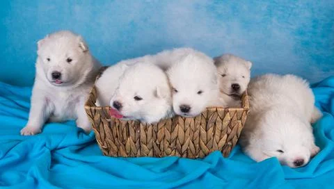 Five small one month old cute white Samoyed puppies dogs in a gift box Stock Photos