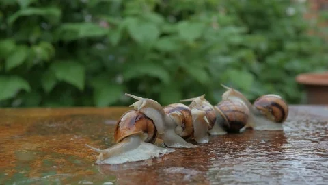 Five snails lined up and crawling through the garden Video stock 130582085