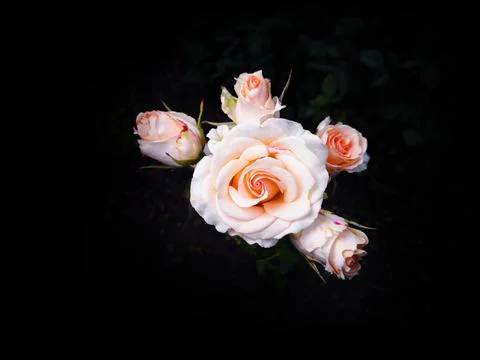 Five soft pink roses on a black background, studio light Stock Photos