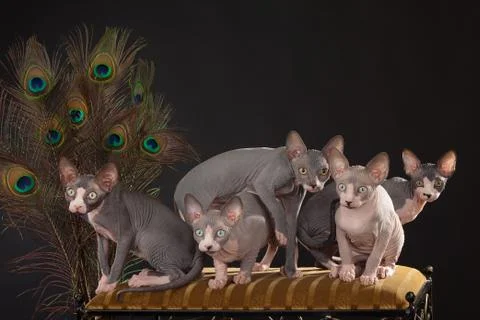 Five sphynx kitten Stock Photos