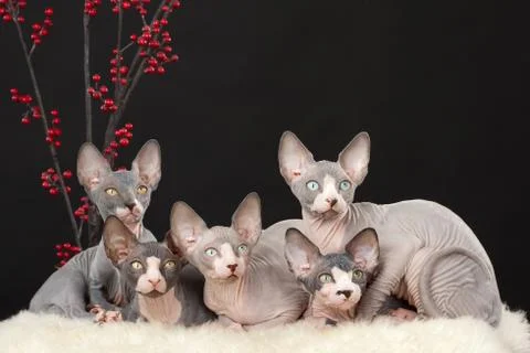 Five sphynx kitten Stock Photos