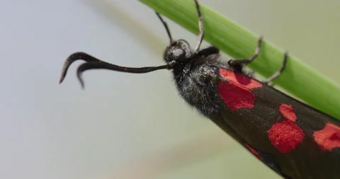 Five-spot burnet moth, Dorset, UK Stock Footage 144257129