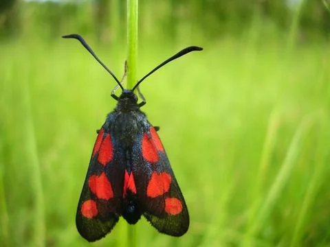 Five-Spot Burnet Moth Stock Photos