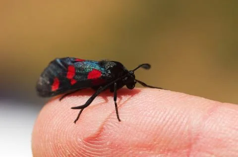 Five Spot Burnet moth set on a human finger - Zygaena trifolii Stock Photos