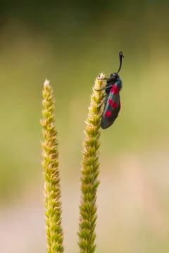 Five spot Burnet Stock Photos