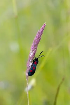 Five spot burnet Stock Photos