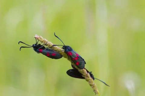 Five spot burnet Stock Photos
