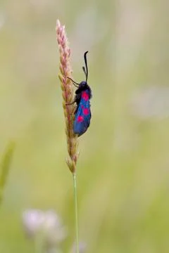Five spot burnet Stock Photos
