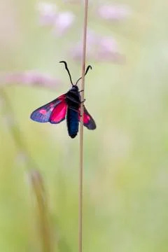 Five spot burnet Stock Photos