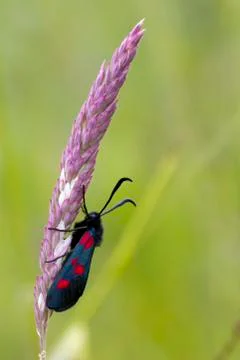 Five spot burnet Stock Photos