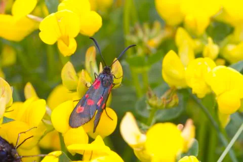 Five spot burnet Stock Photos
